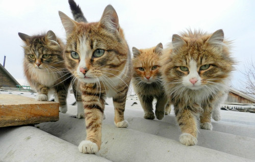 cat-squad.jpeg